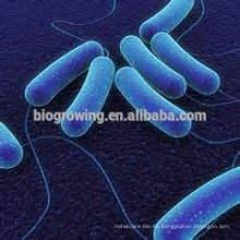 Lactobacillus helveticus